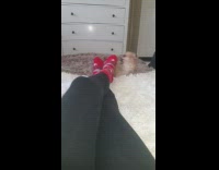 little brown Pomeranian puppy bites red sock