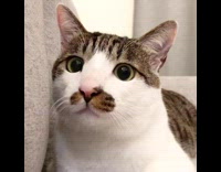 Cat looks like it has a moustache 