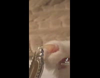 Black and white cat touching spoon fork with single nail