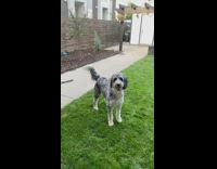 Grey white dog jumps falls on face 