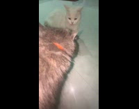 Cat snorts and growls to another cat