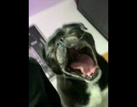 Guy rub black pug yawn and scream