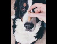 Black white dog balancing treats on nose treats fall over