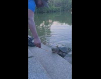 Man feed large turtle at park pond
