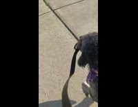 Dog on a walk bites own leash 