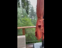 Three hilarious dogs look concerned when they realize they have to go outside in the rain