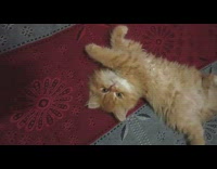 Orange Kitten Stares at Camera and Slaps Paw 