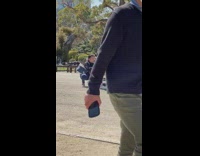 Small brown dog white fence checkered vans 