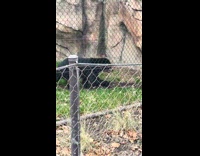 Sloth bear in Cleveland Zoo walk around