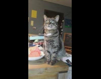 Collab DailyDoseOfInternet - Tabby cat sit focus on desk watermelon