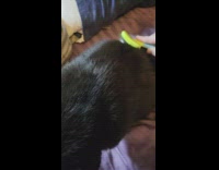 Cat interrupts owner brushing other cat 