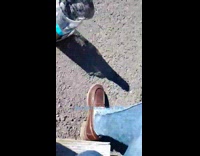 Pigeon bird gets stuck in a jar