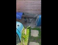 Chicken inside cage at the yard sneeze