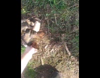 Dog bring bunny plushy to owner backyard