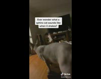 Hairless cat shakes skin after leaving woman 