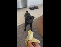 Girl holds banana black pug dog runs