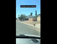 Man shows chicken tries to cross road