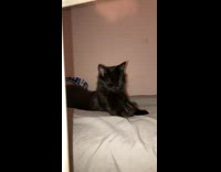 Guy tells cat good night in its bed