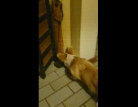 Corgi dog plays with bug on floor 