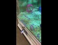 Hamster in cage run side by side