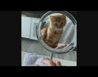 Wipe challenge orange cat turns into fruit 