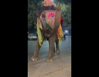 Elephant take money give it to owner