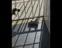 Collab ZarSubmissions - Kitten cat falls off white screen door