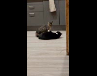 Brown dog walks over two cats fighting