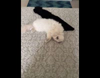 Collab PLC - Cat lay on floor stretch and sleep