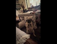 Dog calls hooman for tummy rubs 