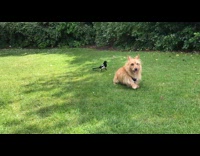 Dog being chased by magpie 
