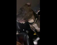 Dog does weird bark when seeing cat 