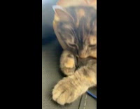 Collab Animalig - Gray cat with bread around head looks confused