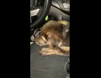 Brown puppy dog car center console guy 