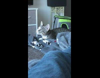 Grey cat tries to imitate bird sound 