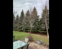 Albino squirrel on the tree branch Part 2