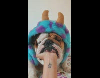Bulldog wears Monsters Inc Sully blue monster costume for halloween
