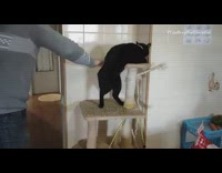 Guy slaps and hits black cat 