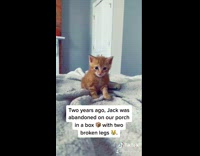 Story of abandoned kitten with broken legs 