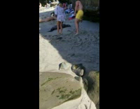 Tourist beach outfit pictures seal rest seaside
