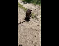 black dog picks up large stick jumps around