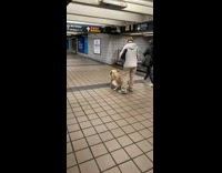 brown dog poops subway station