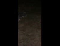 Grey white cat jumps on black cat