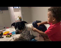 Kid puts stuffed animals at dog back