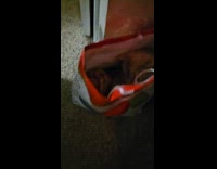 Orange cat sit inside of present bag
