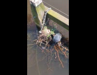 Bird gives leaf to bird for nest