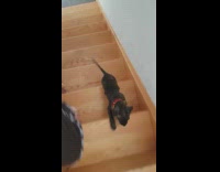 Music Black pitbull puppy runs up wooden stairs 