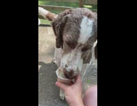 Brown white dog eats frozen treat park 