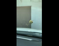 Bee on car windshield pollen on body