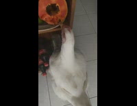 White chicken eats orange papaya fruit girl